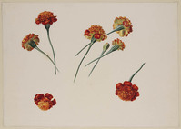 Z 072
<br/>
Studie van acht afrikaantjes (Oeillet d'Inde)
<br/>
<em>Brandt, Albertus Jonas (1788-1821)</em>